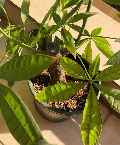 怎样种植发财树盆栽