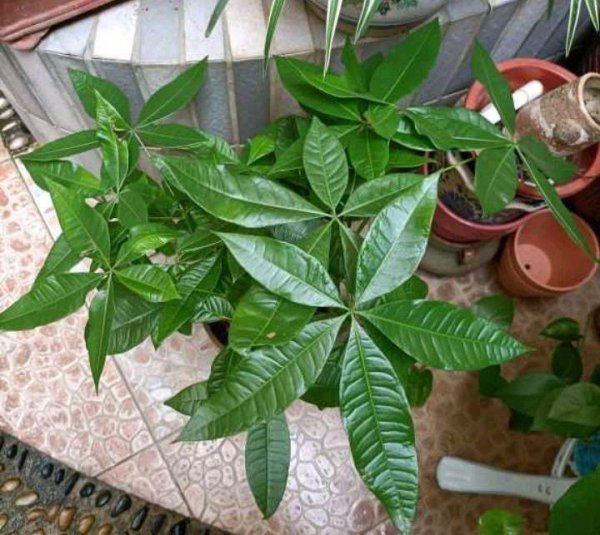 怎样种植发财树盆栽