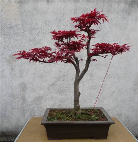 枫叶树盆景怎样种养