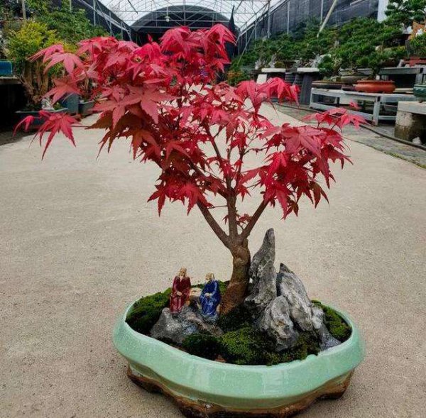 枫叶树盆景怎样种养