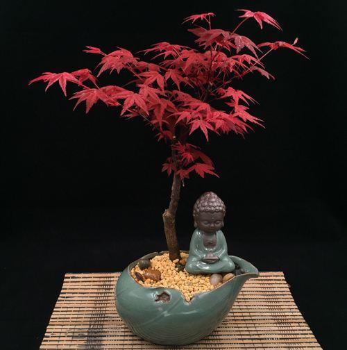 枫叶树盆景怎样种养