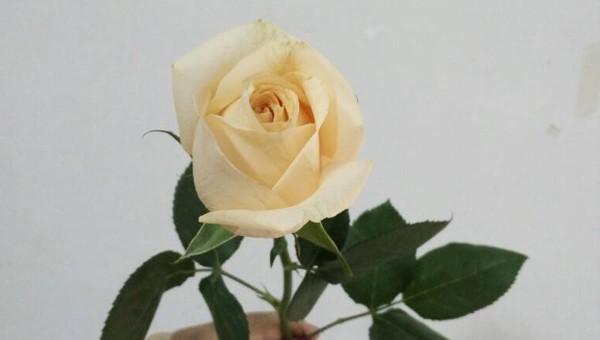 香槟玫瑰花语是什么