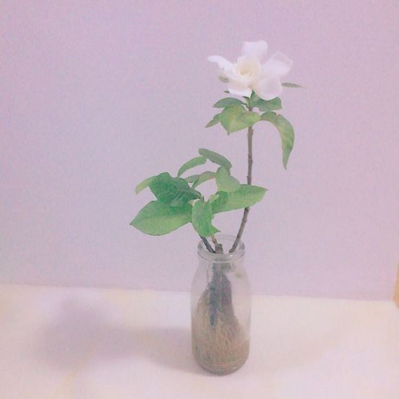 水养花期最长的花排名