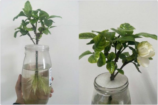水养花期最长的花排名
