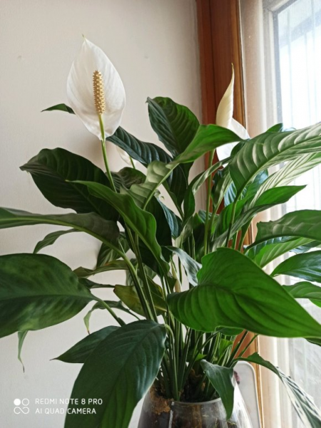 水养花期最长的花排名