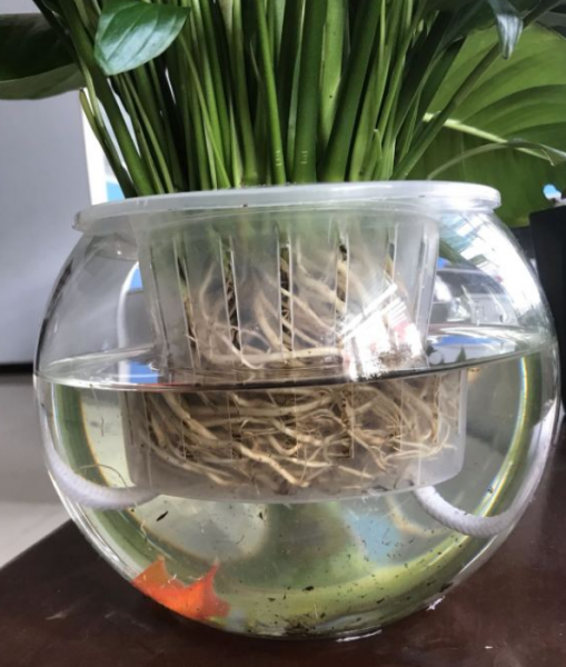 水养花期最长的花排名