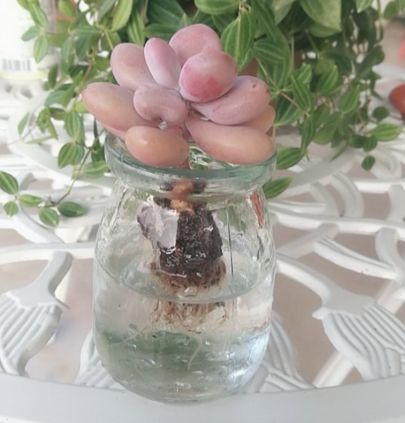 水养花期最长的花排名