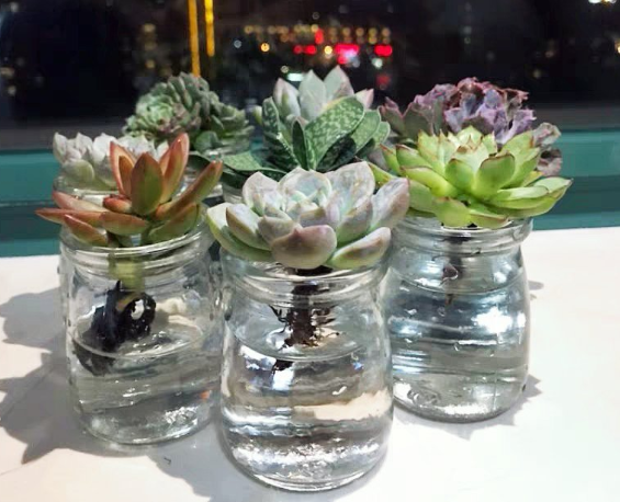 水养花期最长的花排名