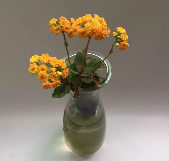 水养花期最长的花排名