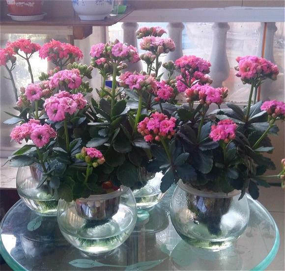 水养花期最长的花排名
