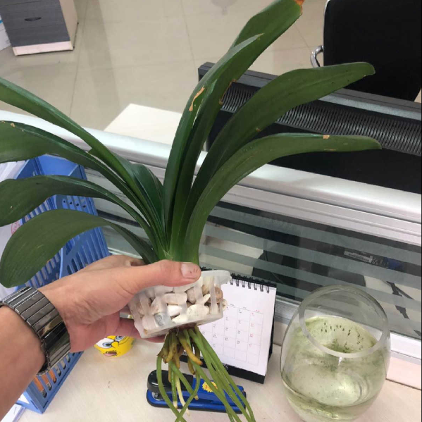 水养花期最长的花排名