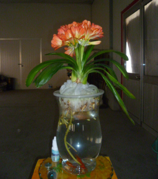 水养花期最长的花排名