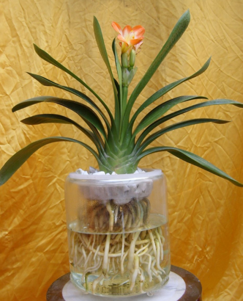 水养花期最长的花排名