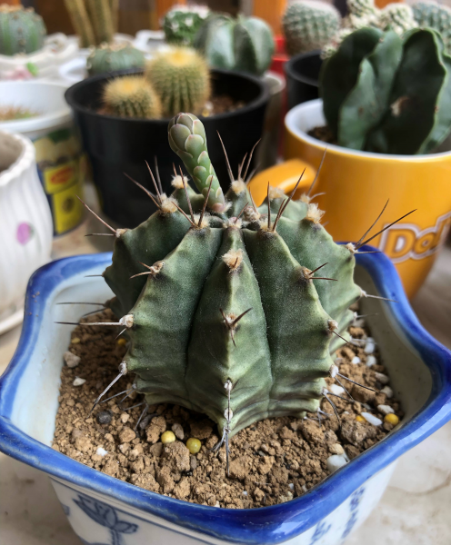 仙人球怎么样才能长好