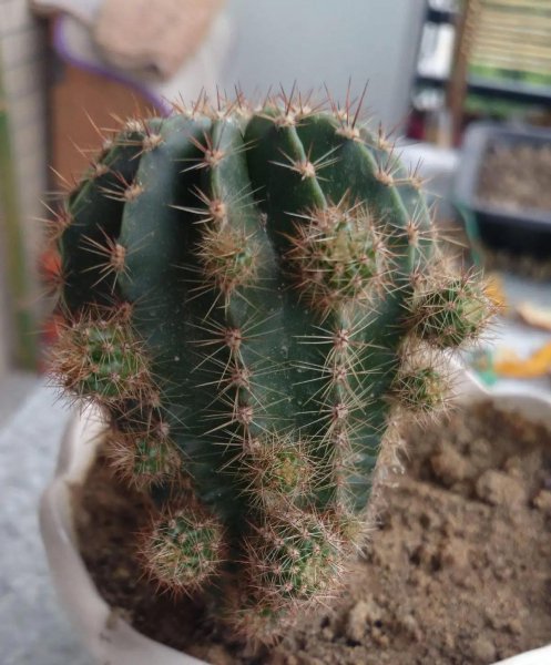 仙人球怎么样才能长好