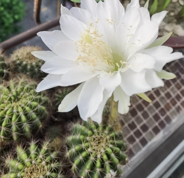 仙人球怎么样才能长好