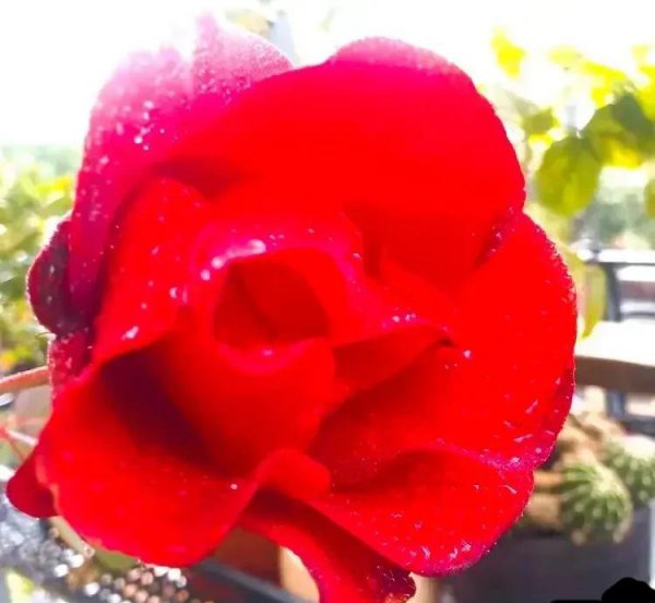 红玫瑰花代表什么意思