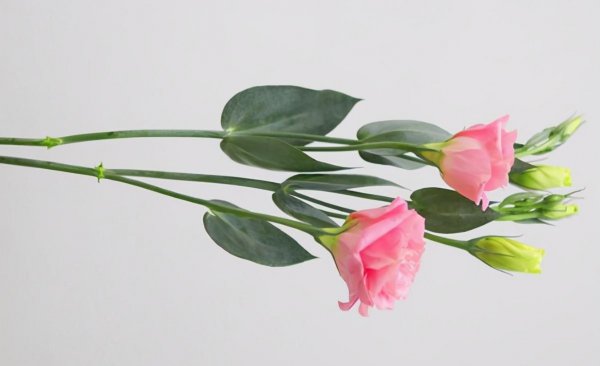 洋桔梗的花语是什么