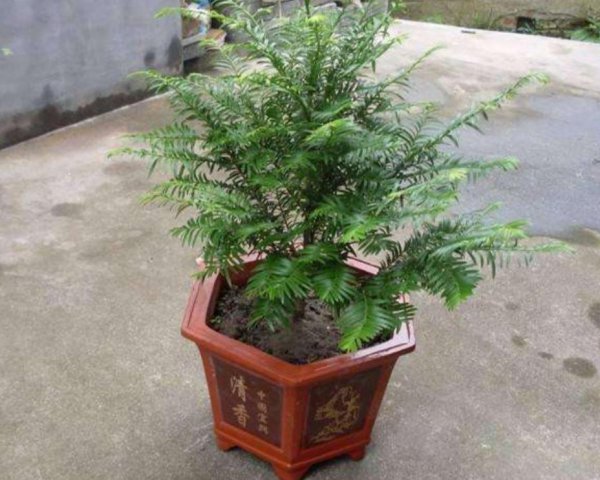 红豆杉适合家庭栽种吗