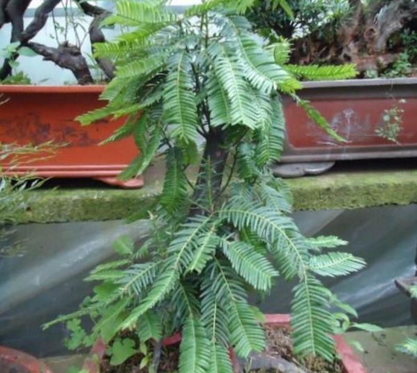 红豆杉适合家庭栽种吗