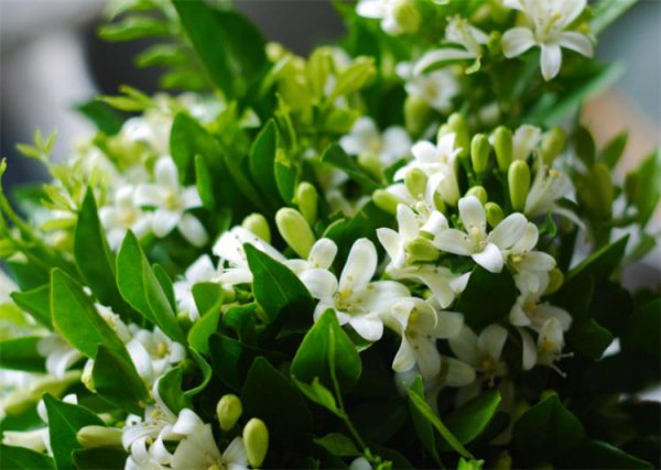 茉莉花语是什么意思