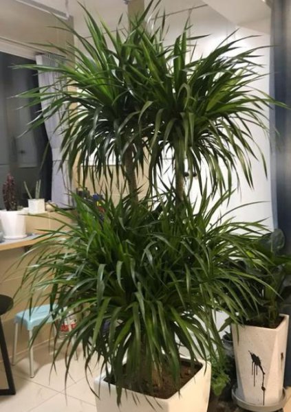 龙血树盆栽怎么养
