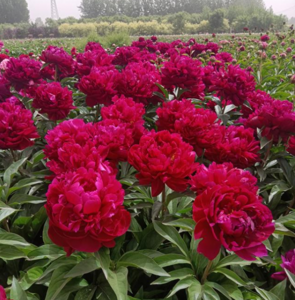 芍药什么品种最好养