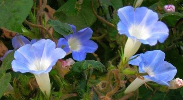 喇叭花花语是什么