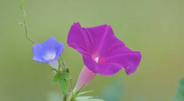 喇叭花花语是什么