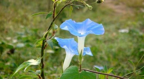 喇叭花花语是什么