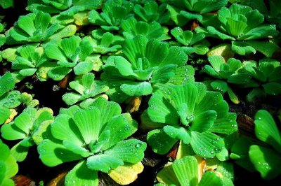 漂浮水生植物有哪些品种 详解漂浮植物大全