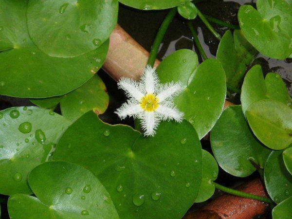 漂浮水生植物有哪些品种