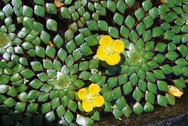 漂浮水生植物有哪些品种