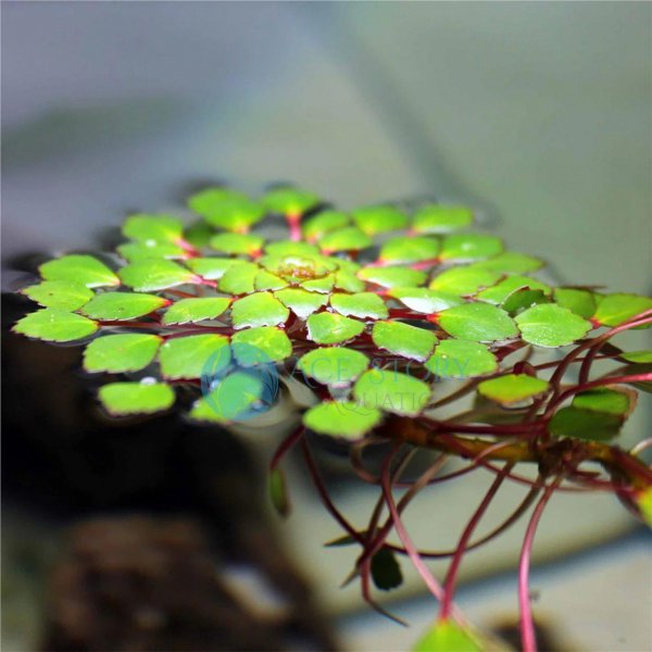 漂浮水生植物有哪些品种