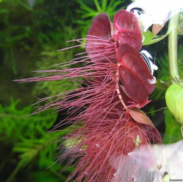 漂浮水生植物有哪些品种