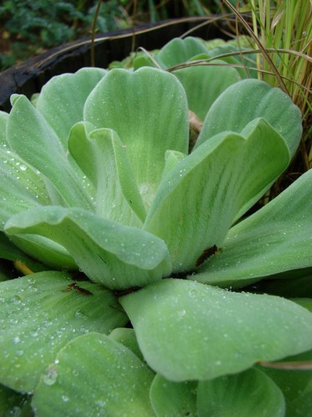漂浮水生植物有哪些品种