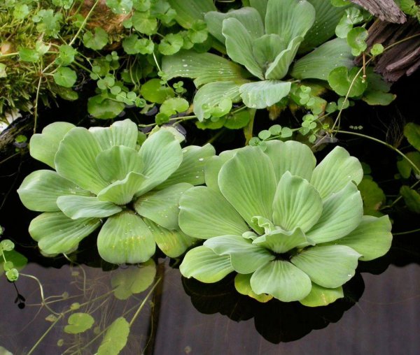 漂浮水生植物有哪些品种