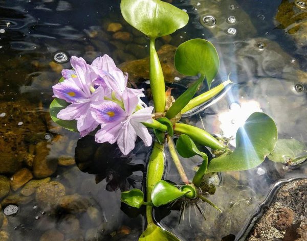 漂浮水生植物有哪些品种