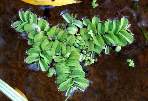 漂浮水生植物有哪些品种