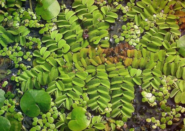 漂浮水生植物有哪些品种