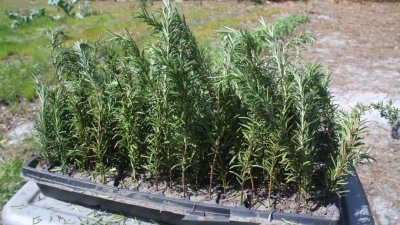 迷迭香品种介绍有哪些 种植迭迭香的注意事项
