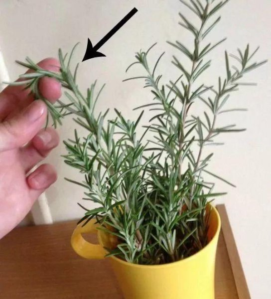 迷迭香品种介绍有哪些
