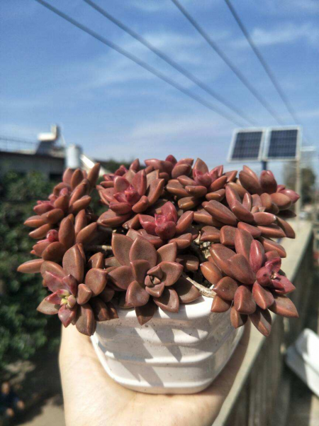 多肉有哪些种类名称