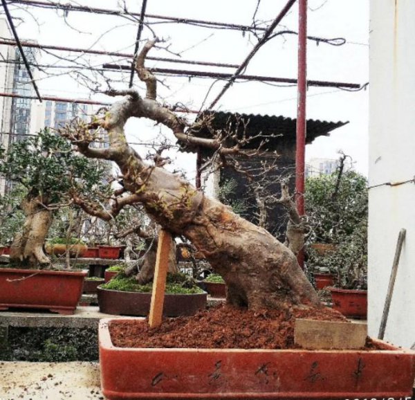 三角枫什么时候修剪最好