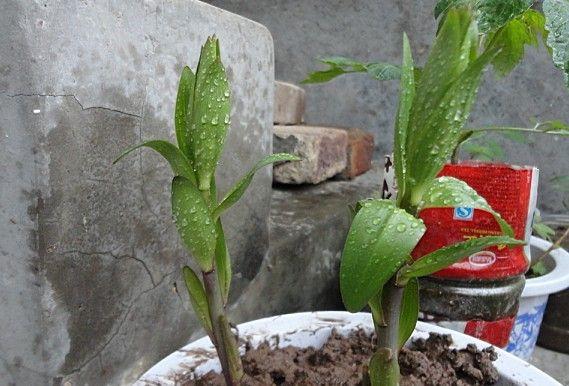 如何养百合花盆栽