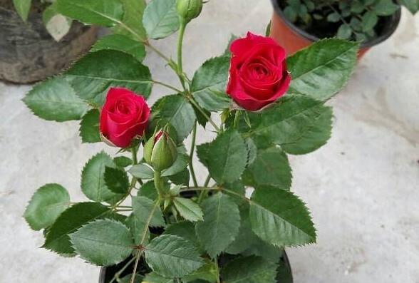盆栽月季花冬天怎么养