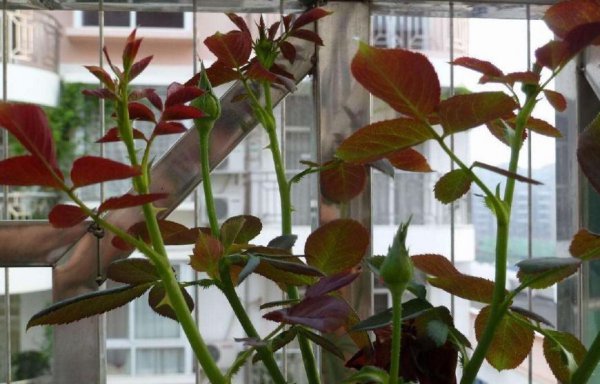 盆栽月季花冬天怎么养