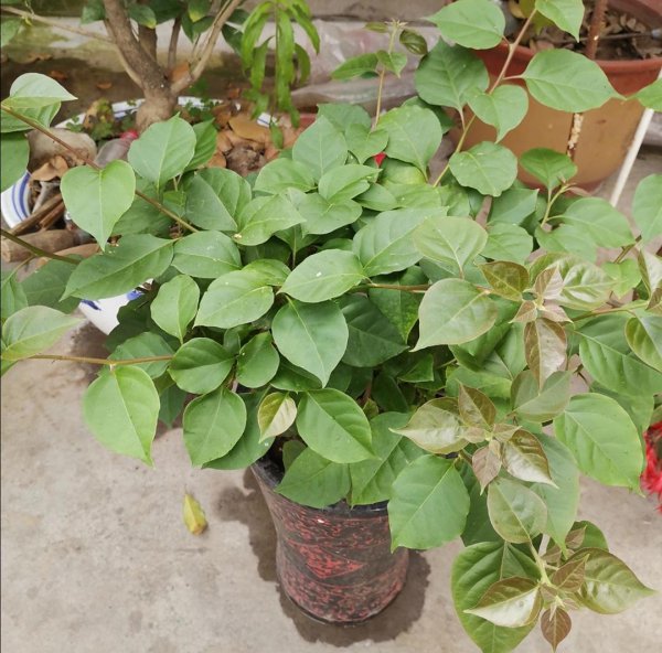 夏季三角梅怎样修剪开花多