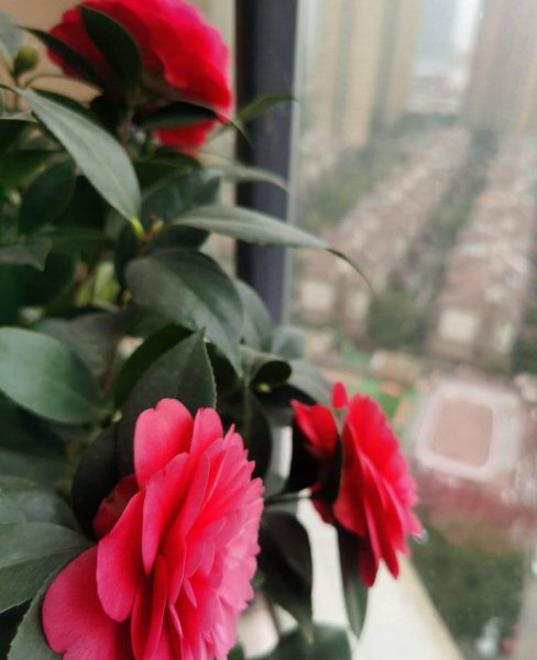 茶花树盆栽的养殖方法