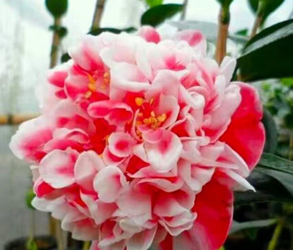 茶花树盆栽的养殖方法